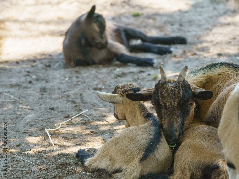 A herd of domestic goats is resting in the pen. Mother goat lay next to the children. Maternity concept. Simbol of the year in the Chinese calendar cyclical. Rear view.