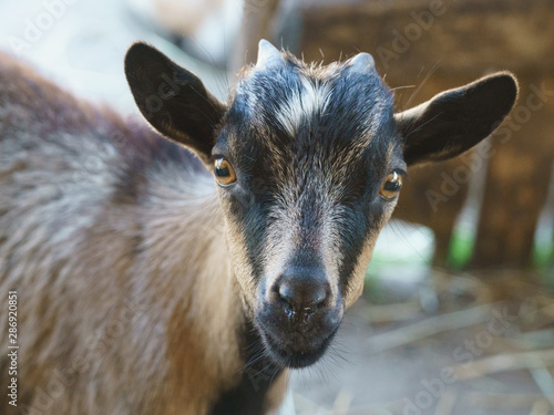 Macro portrait of surprised goat. Concepts of beauty domestic animals. Expressive, original look of goat. Natural lights. Simbol of the year in the Chinese calendar cyclical. © Yury and Tanya