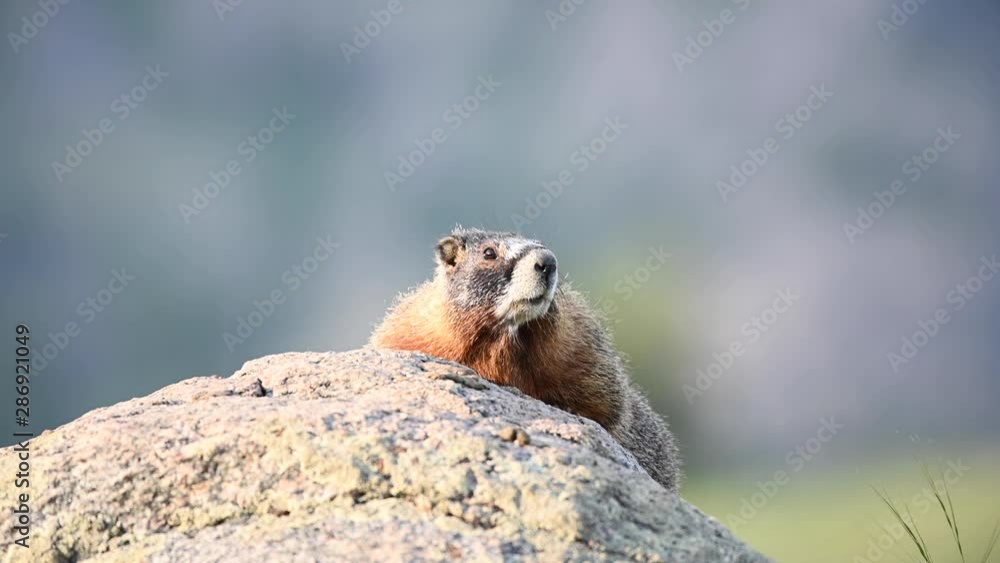 Attentive Yellowbellied Marmot Stares to Side Attentive Yellowbellied Marmot Stares to Side