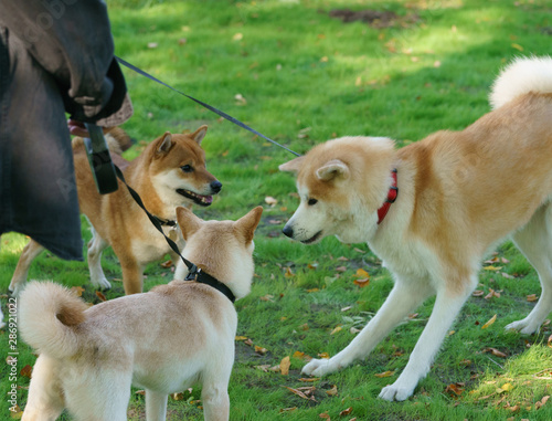 Tree husky dogs (West Siberian Laika) meeting  in the city park in sunny summer day. Concepts of walking with pets. Dogs look at each other warily. Natural lights photo