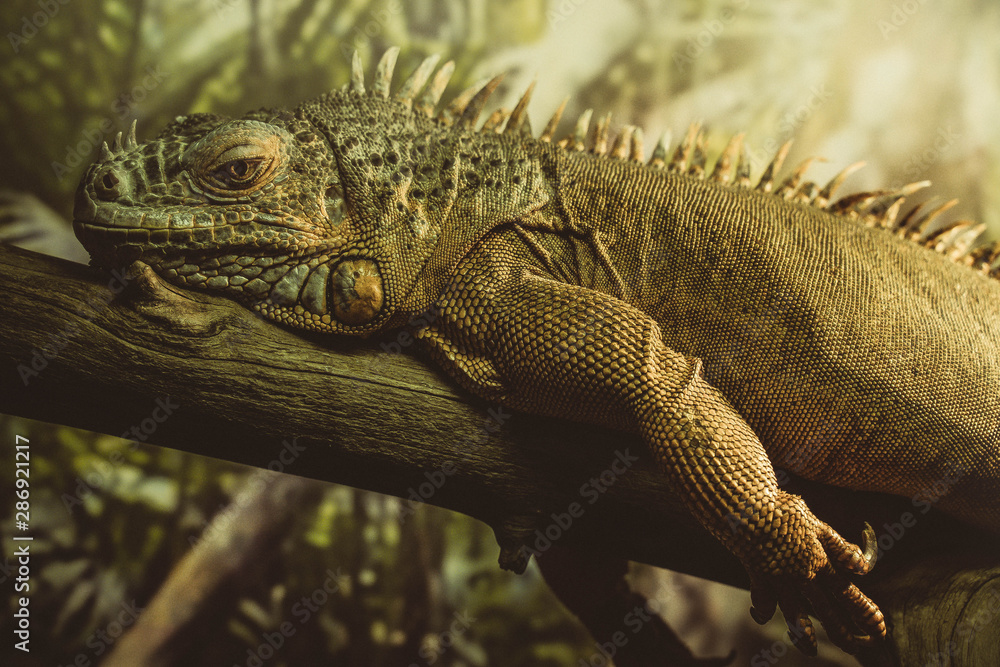 Obraz premium lizard2