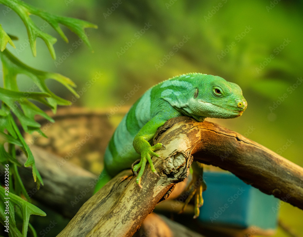 Fototapeta premium lizard 3