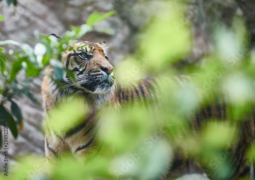 Malaysian tiger blends into surrounding vegetation
