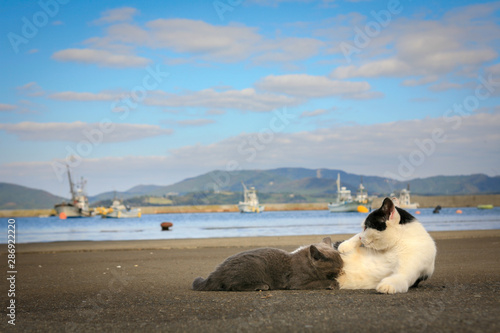 猫島の野良猫たちの生活