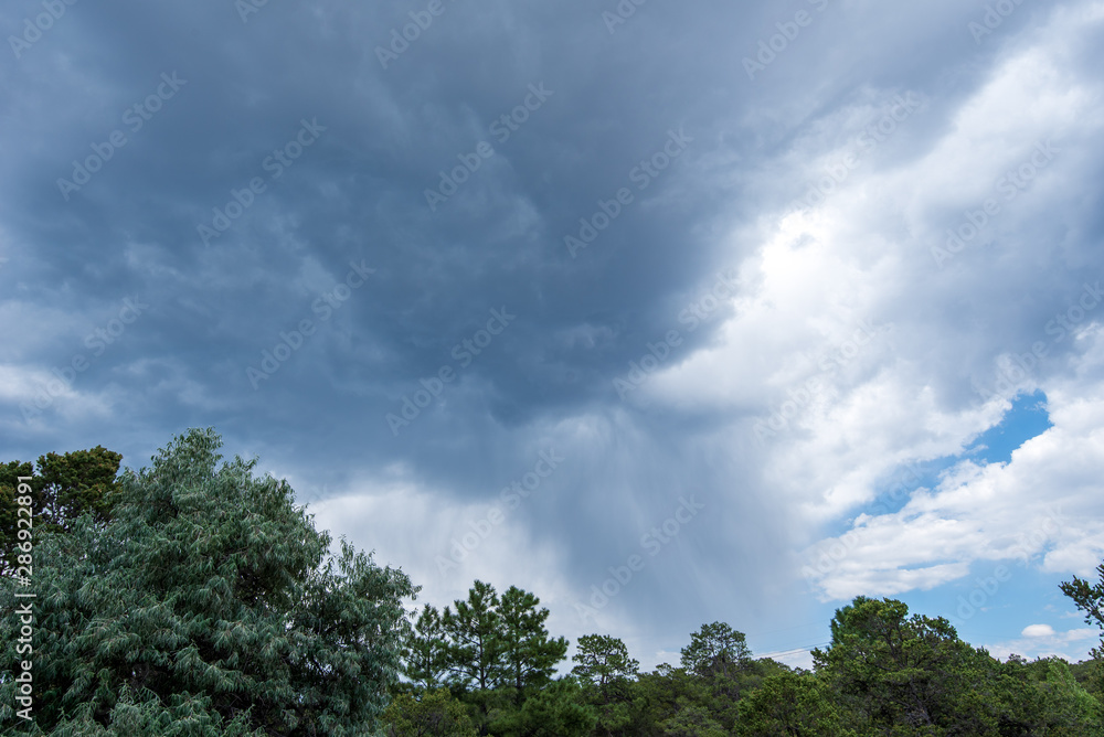 Landscape of tree tops and storm clouds in Santa Fe, New Mexico