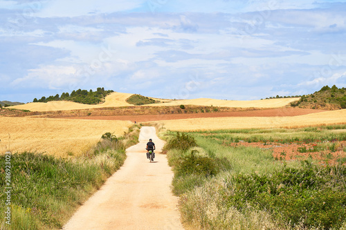 A solitary cyclist along a path of the Camino de Santiago in Spain immersed in the peaceful nature of wheat fields in a beautiful summer day