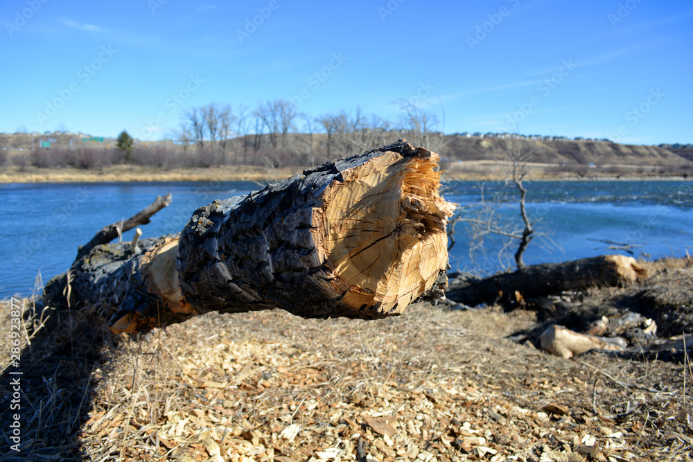 Trees cut - chiseled by beaver along river