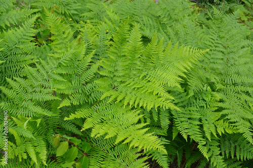 Fern leaves in Lush Vegetation of Rainforest