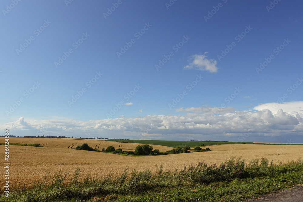 Golden rye field ready for harvest. Ukraine