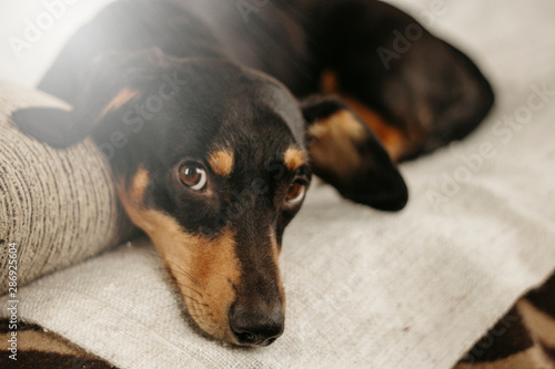 Dachshund lies on a sofa. Portrait of a dog