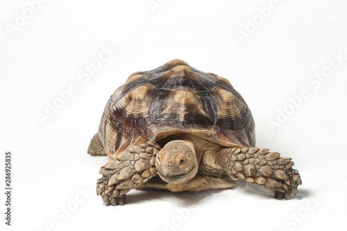 African Spurred Tortoise also know as African Spur Thigh Tortoise - Geochelone sulcata isolated on white background photo