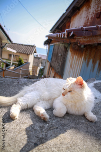 猫島の野良猫たちの生活