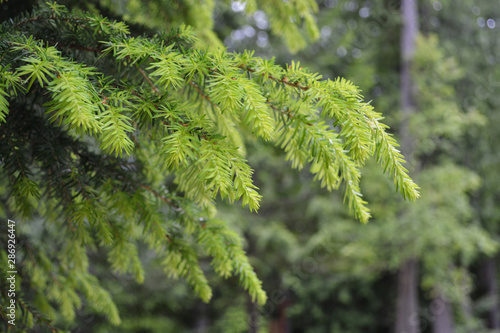 Douglas Fir tree branch sprouting. New growth.