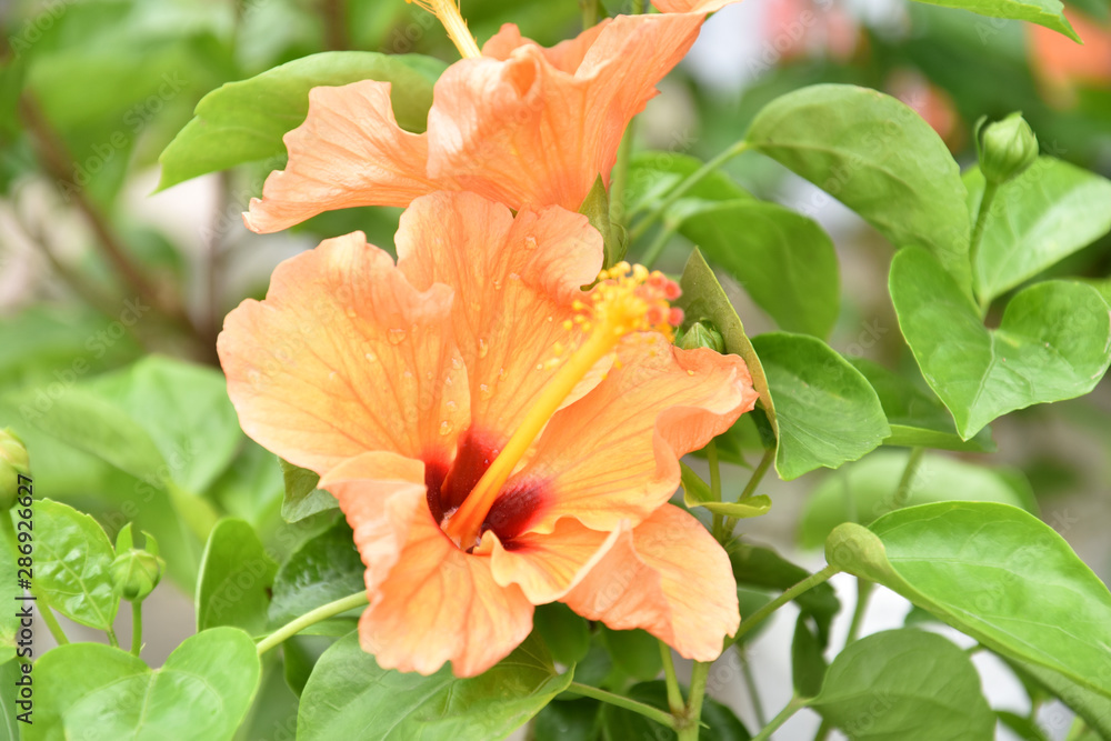 Beautiful Cream Colored China Rose - Hibiscus Beautiful Cream Colored China Rose - Hibiscus