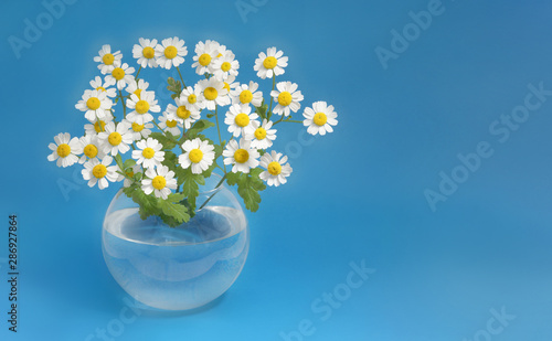chamomile garden white decorative in a glass vase on a blue background © Konstantin