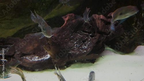 Geophagus tapajos  fishes in an aquarium photo