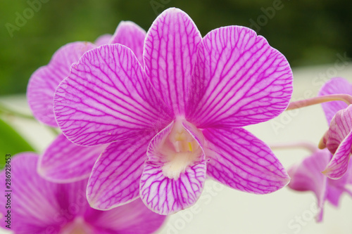 Phalaenopsis Orchids Purple orchid flower © Achira22