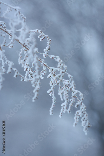 Frozen plant covered by snow and ice in winter