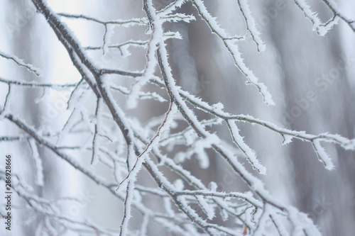Frozen plant covered by snow and ice in winter © Tora Stark