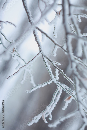Frozen plant covered by snow and ice in winter © Tora Stark