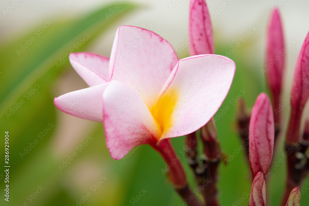 Pink frangipani flower, plumeria flower on tree