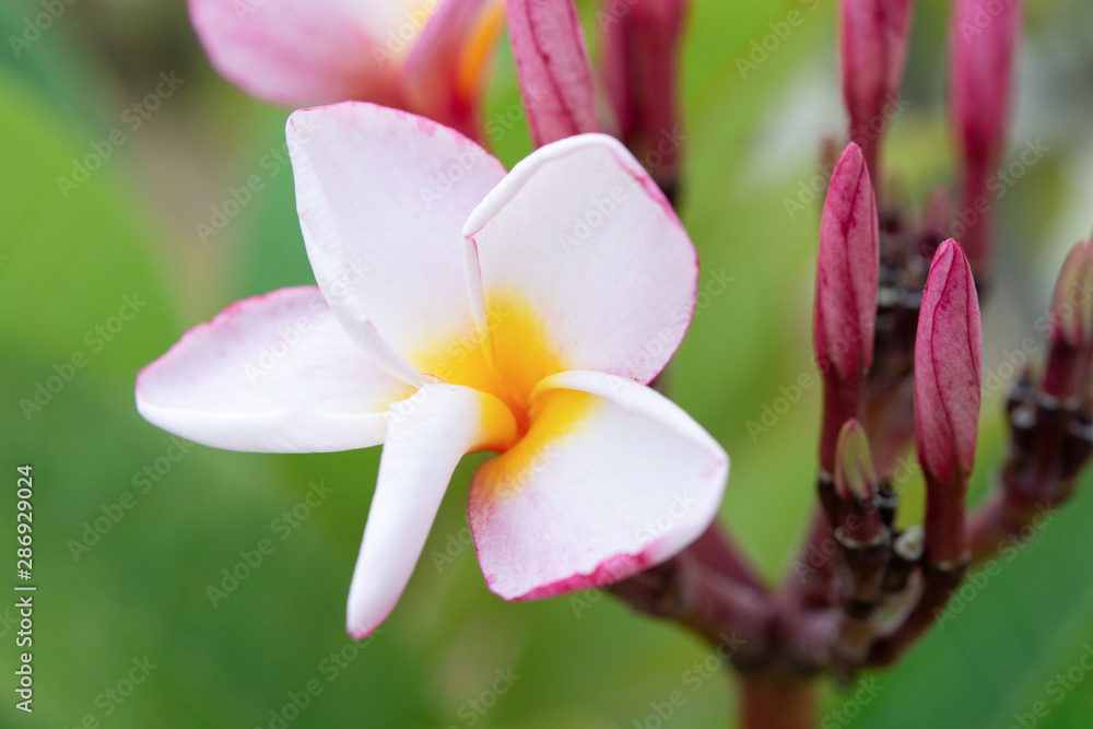 Pink frangipani flower, plumeria flower on tree