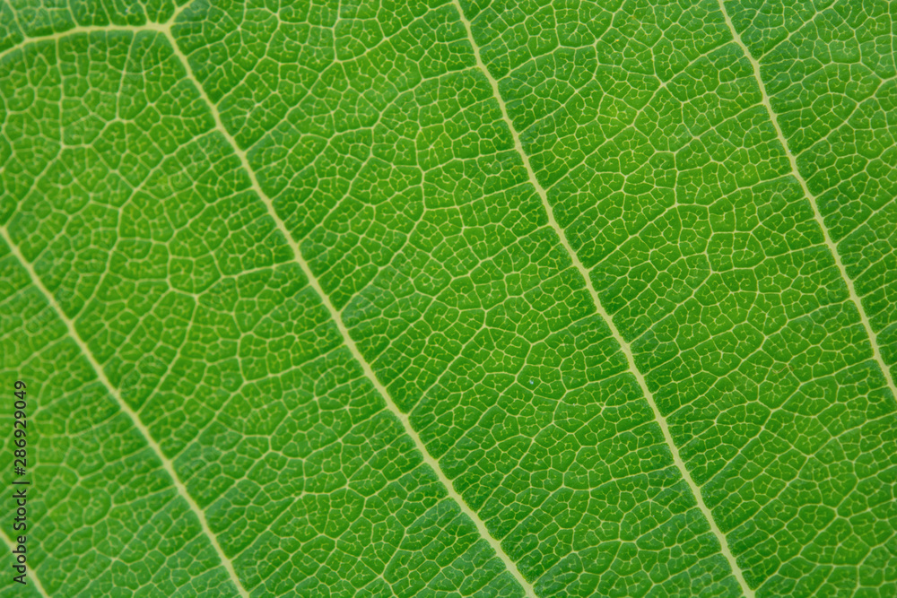 Close up green leaf texture background Close up green leaf texture background