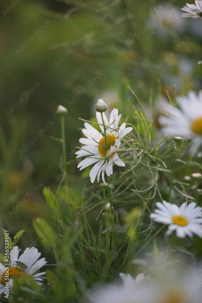 Daisies grow in the field Daisies grow in the field