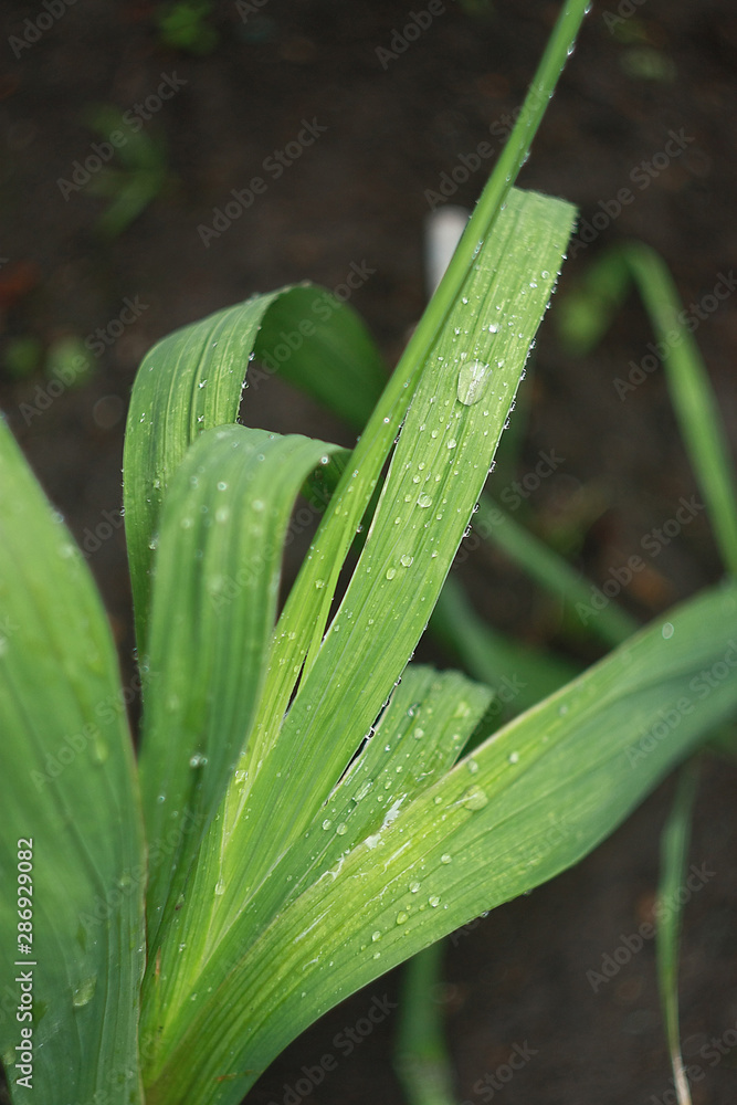 Fototapeta premium Wet green leaves with a drop of water after the rain