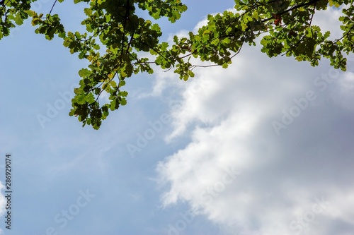 the branches of the oak and cloud on a background of pale blue sky  