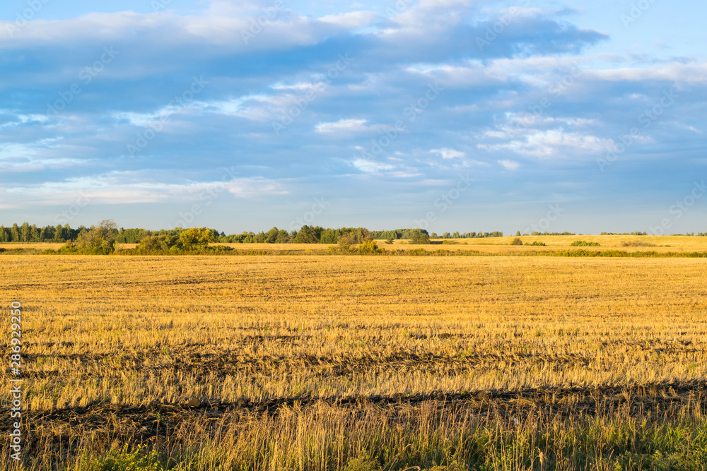 Empty autumn road in golden wheat field