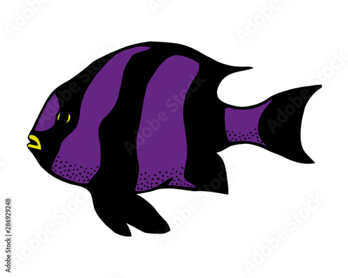 Coral reef tropical fish vector illustration. Vector sea fish isolated on white background. Aquarium fish icon.