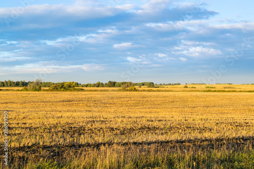 Obraz na płótnie Empty autumn road in golden wheat field w salonie