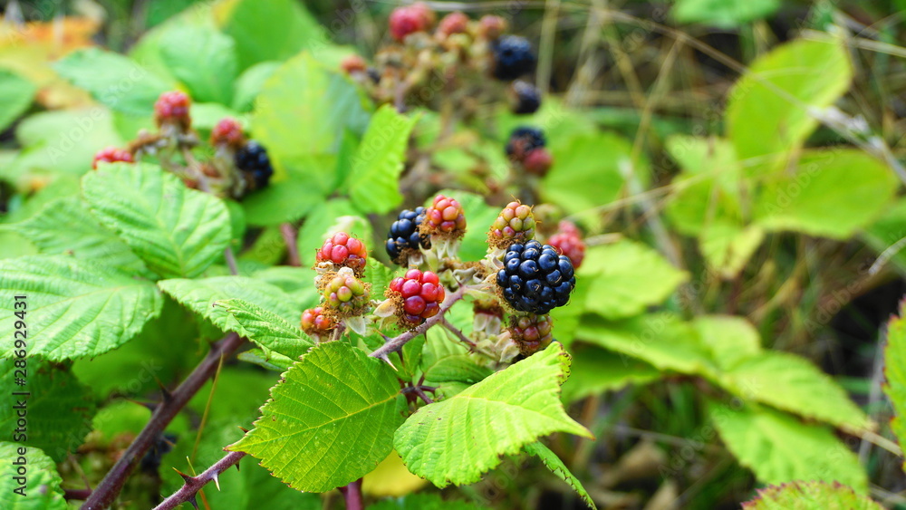 Rubus occidentalis shrub with ripe fruits and green leaves close up. Also known as Black raspberry. Rubus occidentalis shrub with ripe fruits and green leaves close up. Also known as Black raspberry.