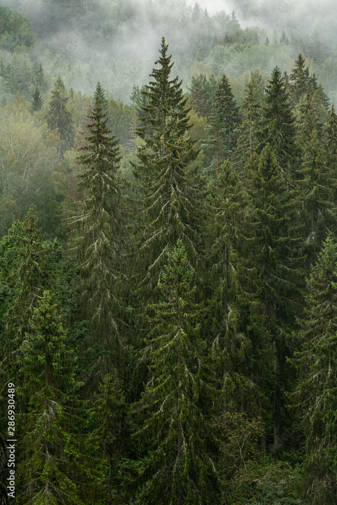 Misty forest view with spruce trees after rain in Gauja national Park in Latvia Misty forest view with spruce trees after rain in Gauja national Park in Latvia
