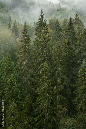 Misty forest view with spruce trees after rain in Gauja national Park in Latvia