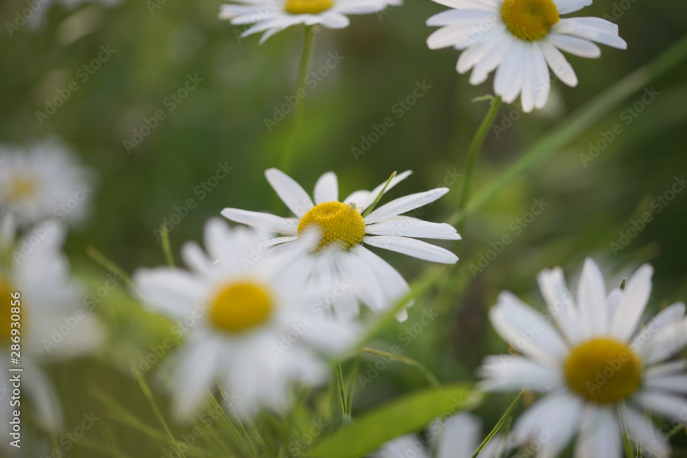 Daisies grow in the field Daisies grow in the field