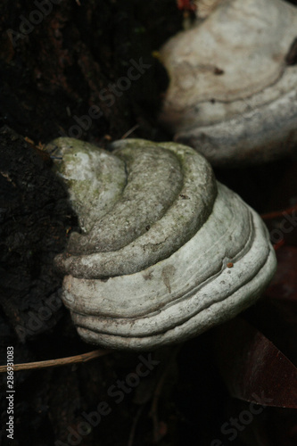 Mushroom on the bark of oak