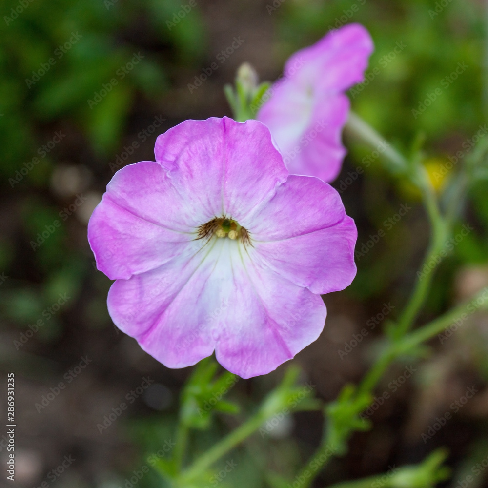 Pink-lilac flower lavatera on a summer background.