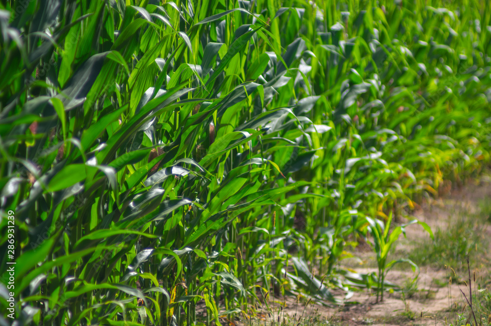 Edge of the corn field Edge of the corn field