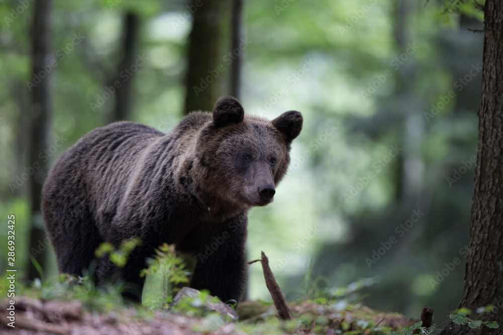 Brown bear in forest in summer time