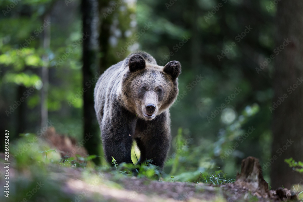 Brown bear in forest in summer time