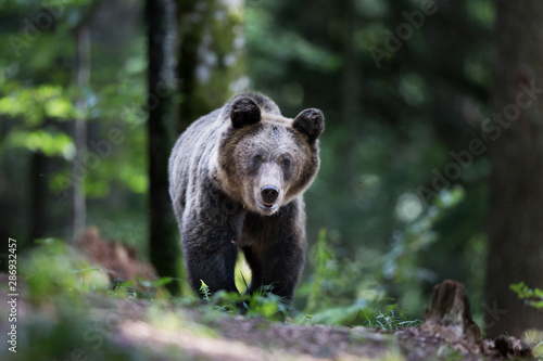 Brown bear in forest in summer time © Budimir Jevtic
