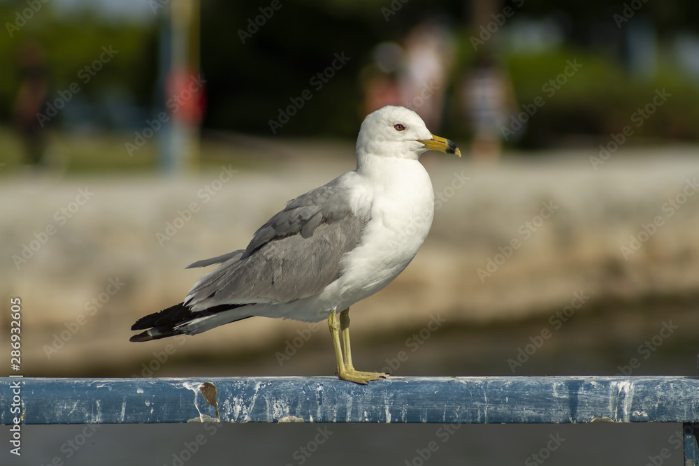 Seagull at Harbor - Mississauga Seagull at Harbor - Mississauga