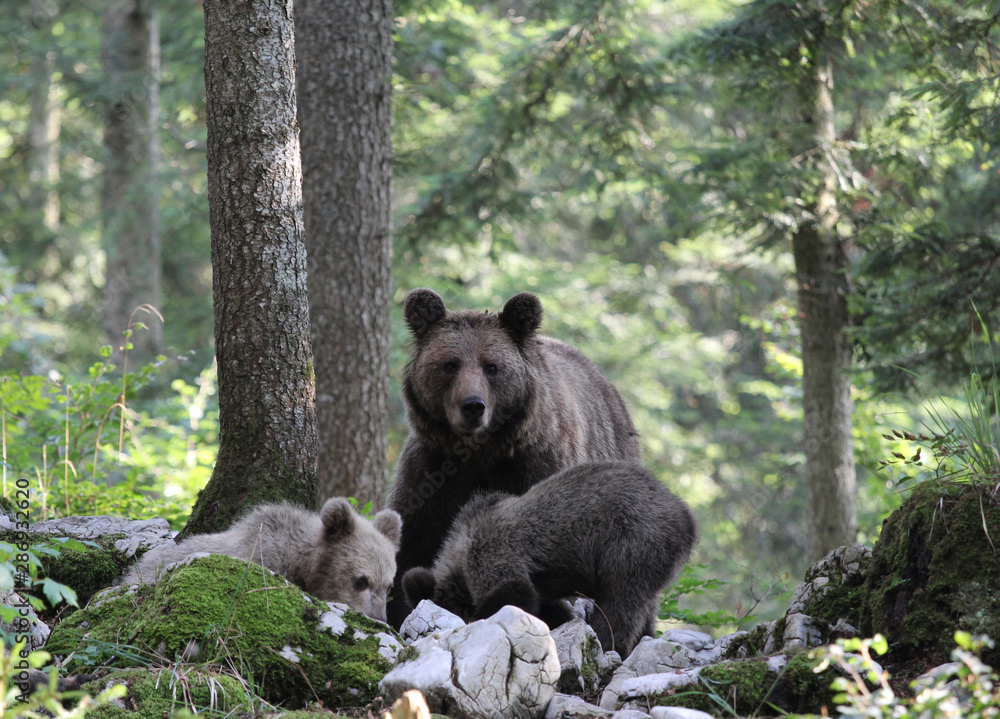 Fototapeta premium Brown bear mother with two cubs in forest