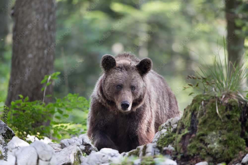 Fototapeta premium Brown bear in forest in summer time