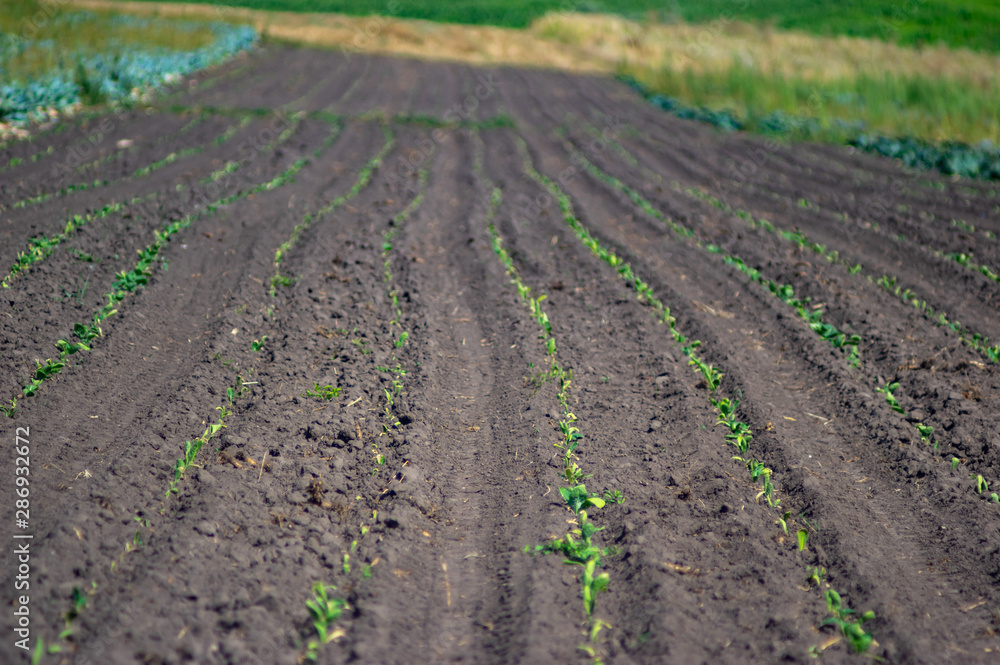 Sprouts of cabbage on the field Sprouts of cabbage on the field