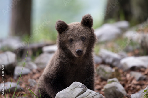 Bear cub looking at camera