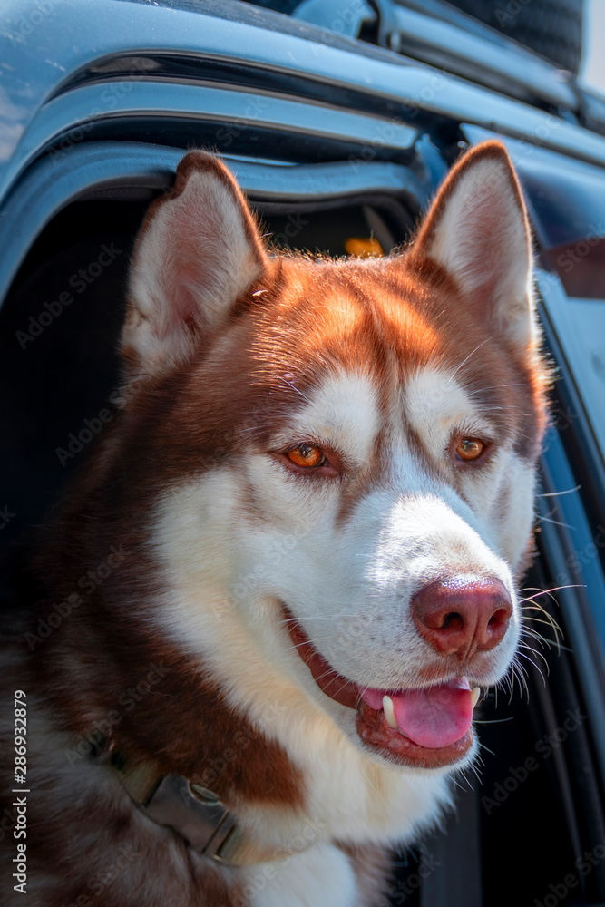 Dogs travel by car. Attractive Siberian Husky dog enjoying the ride looks out of an open car window Dogs travel by car. Attractive Siberian Husky dog enjoying the ride looks out of an open car window