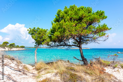 Pine trees on Karydi beach in Vourvourou, Sithonia peninsila, Chalkidiki, Greece © Mistervlad